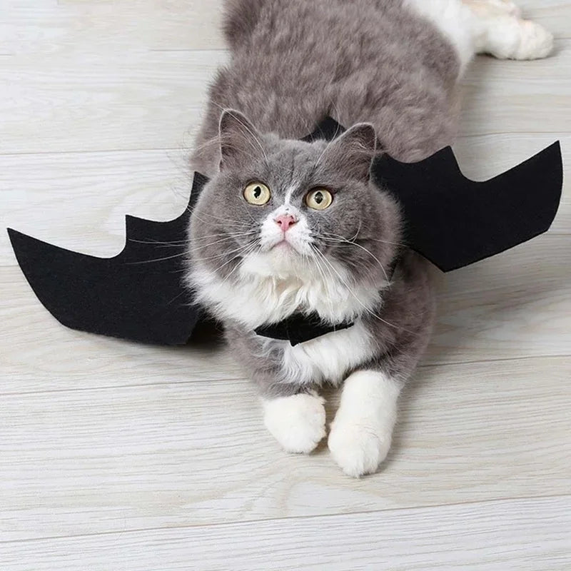 BatPet🦇