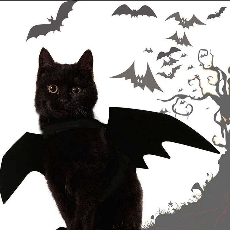 BatPet🦇