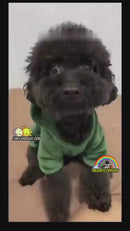 🟢Roupinha SnuggleSaurus Green🦖✨