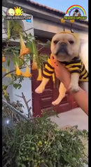 AbelhaPET - Roupinha para Cães e Gatos.